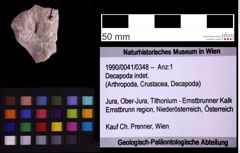 Foto (Objekt + Etiketten) von Decapoda indet. (NHMW-GEO-1990-0041-0348)